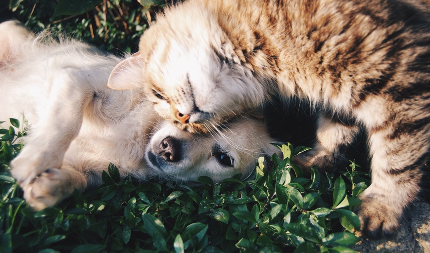 Newsletter March-2025 veterinary newsletters