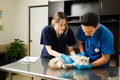 Newsletter February-2025 veterinary newsletters